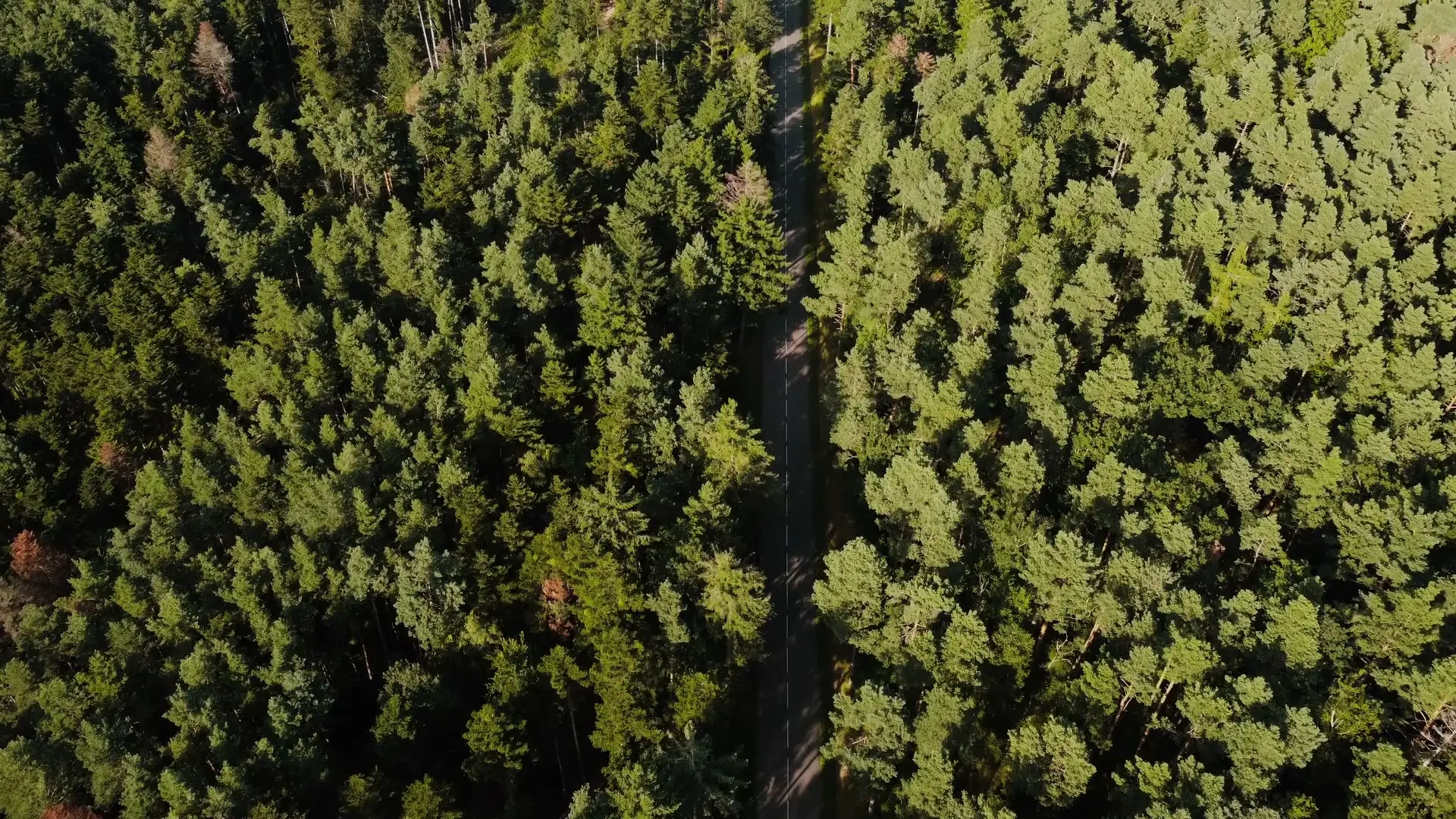 Top-down view of a dense forest canopy split by a narrow road