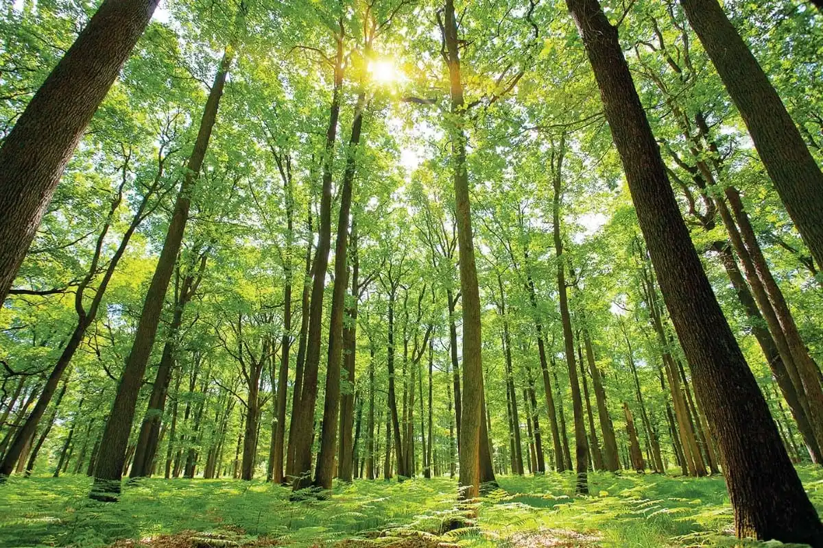 Sunlight coming through the canopy of a mature hardwood forest with ferns below