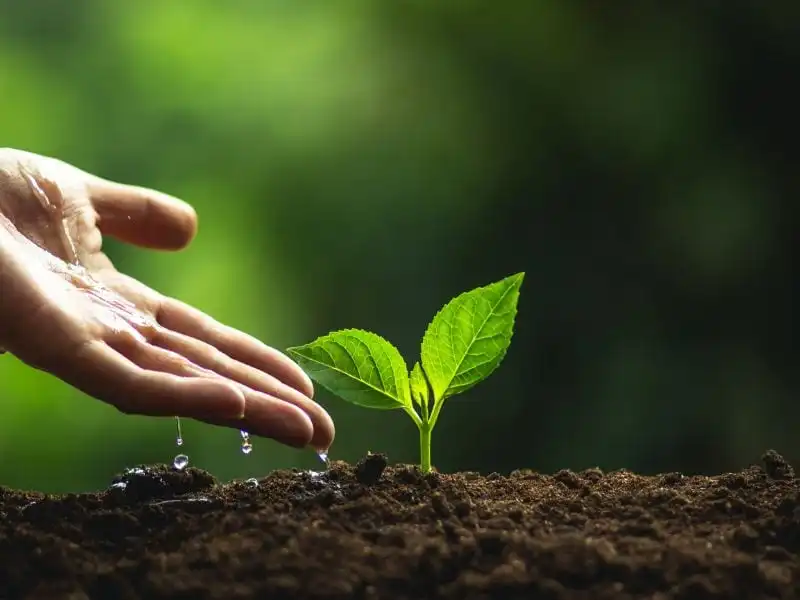 A hand watering a young seedling growing in dark soil