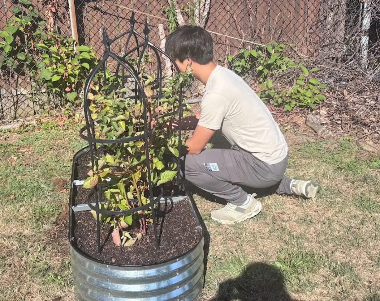 A student tending plants in a raised garden bed
