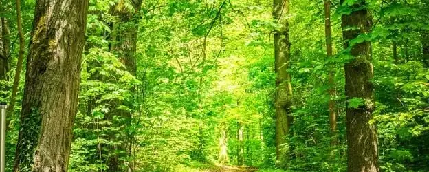 A footpath running through green summer woods