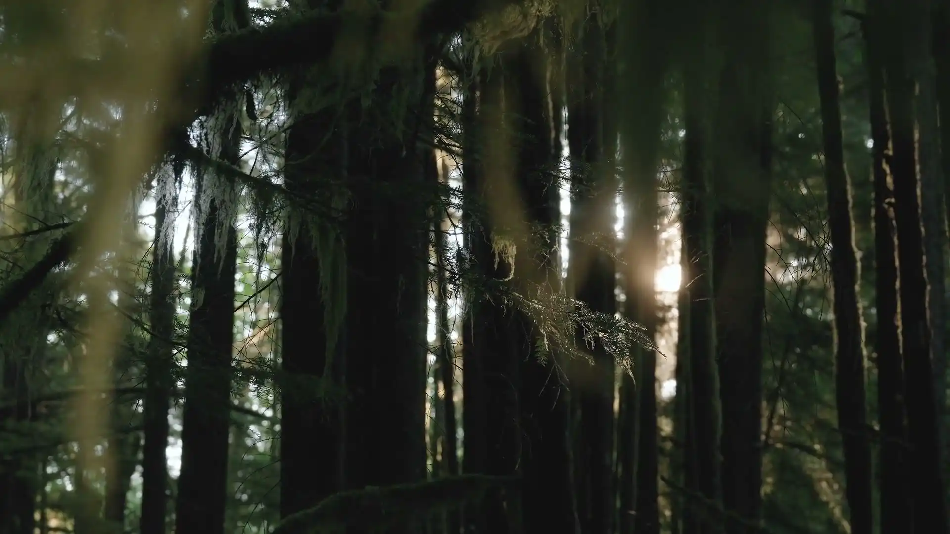 Tall trunks in a dark old forest, with moss hanging from the branches
