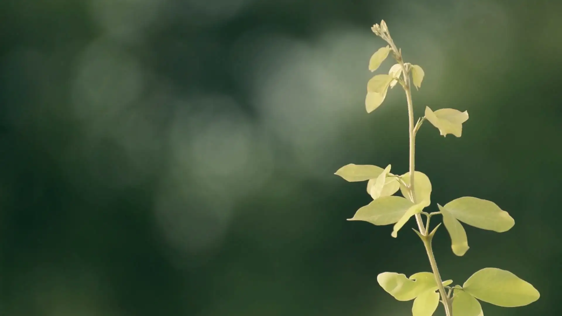 A young sapling with pale new leaves against a soft green forest background