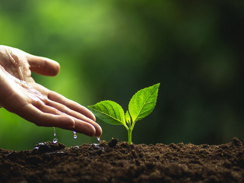 A hand watering a young seedling