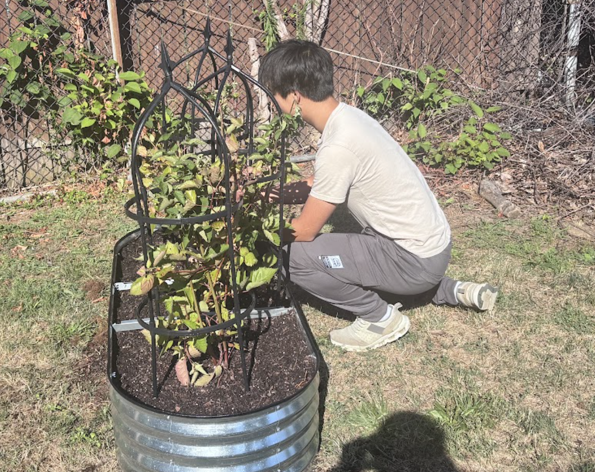 A student tending plants in a raised garden bed