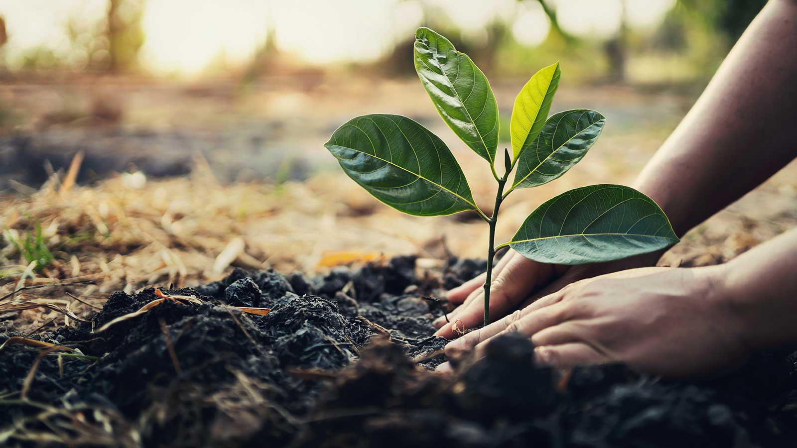 Volunteers planting trees